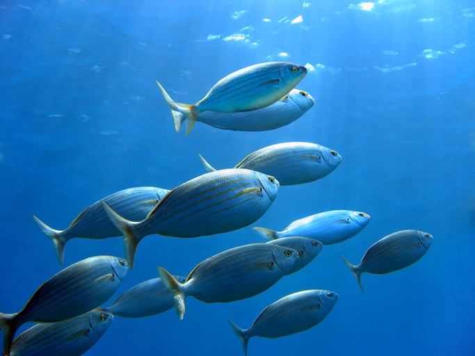 A photo of a small school of bream fish swimming in blue water.