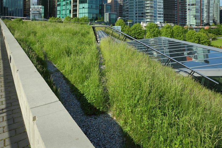 A sustainable roof features vegetation and plenty of green space