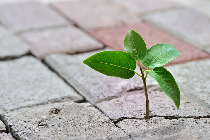 Sapling breaking through a crack in a brick walkway