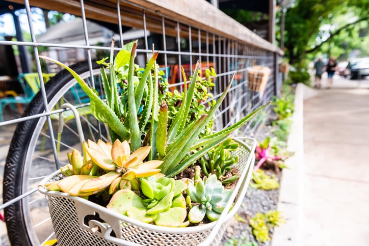 plants-in-austin-texas