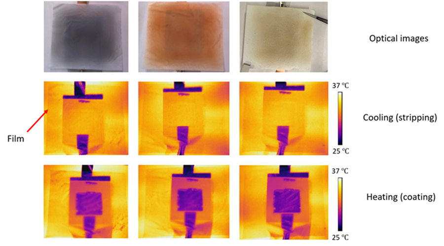 Thermal imaging of the chameleon skin in heating and cooling action.